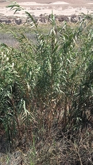 Arundo donax