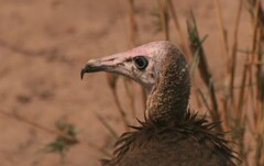 Necrosyrtes monachus