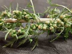 Artemisia biennis