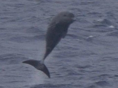 Mesoplodon