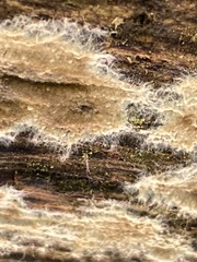 Serpula himantioides