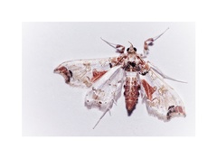 Neoleucinodes