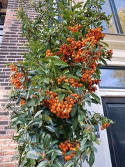 Pyracantha