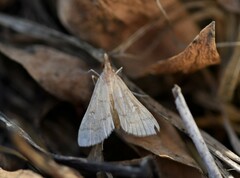 Dolicharthria punctalis