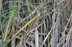 Phylloscopus collybita