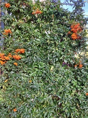 Pyracantha
