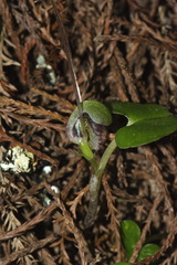 Corybas vitreus
