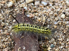 Lophocampa