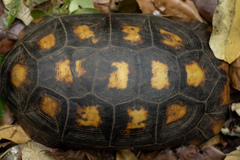Chelonoidis denticulatus
