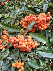Pyracantha