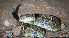 Crotalus durissus