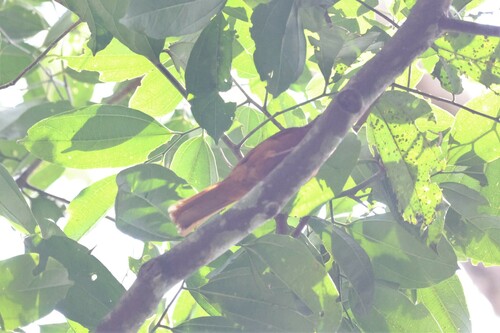 Red-tailed Ant Thrush (Neocossyphus rufus), photo 2