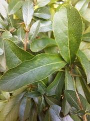 Pyracantha