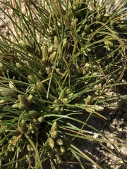 Fimbristylis
