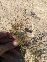 Fimbristylis