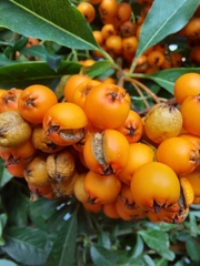 Pyracantha