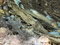 Byssocorticium atrovirens