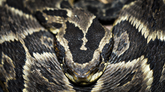Bothrops fonsecai