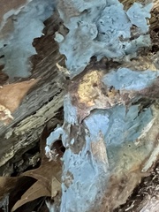 Byssocorticium atrovirens