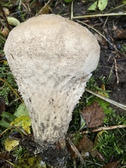 Lycoperdon excipuliforme