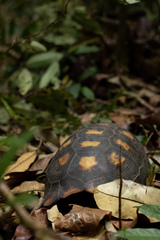 Chelonoidis denticulatus