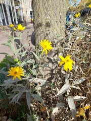 Helianthus tuberosus