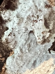 Byssocorticium atrovirens