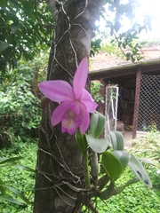 Cattleya trianae