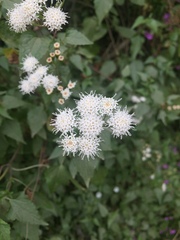 Ageratina glechonophylla