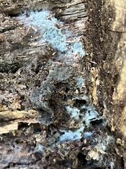 Byssocorticium atrovirens