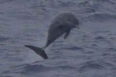 Mesoplodon
