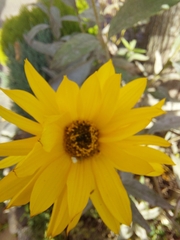 Helianthus tuberosus