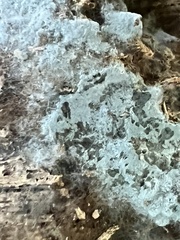 Byssocorticium atrovirens