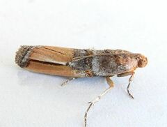 Dasypyga alternosquamella