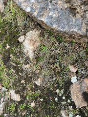 Selaginella denticulata