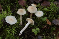 Cuphophyllus virgineus