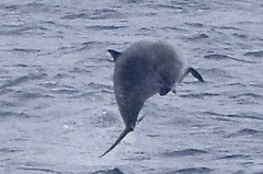 Mesoplodon