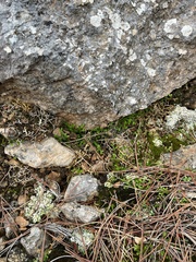 Selaginella denticulata