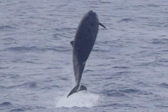 Mesoplodon