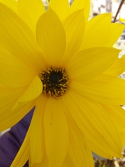 Helianthus tuberosus