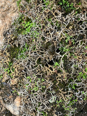 Selaginella denticulata