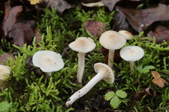 Cuphophyllus virgineus