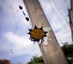 Gasteracantha cancriformis