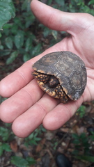 Chelonoidis denticulatus