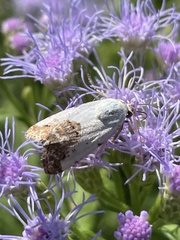 Ponometia candefacta