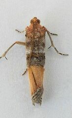 Dasypyga alternosquamella