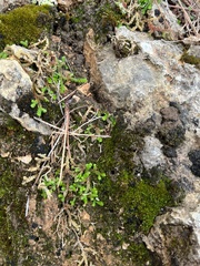 Selaginella denticulata