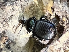 Sphaeroderus stenostomus