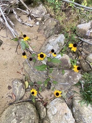 Rudbeckia triloba