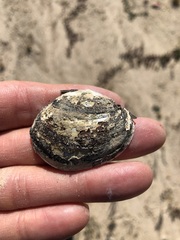 Glebula rotundata